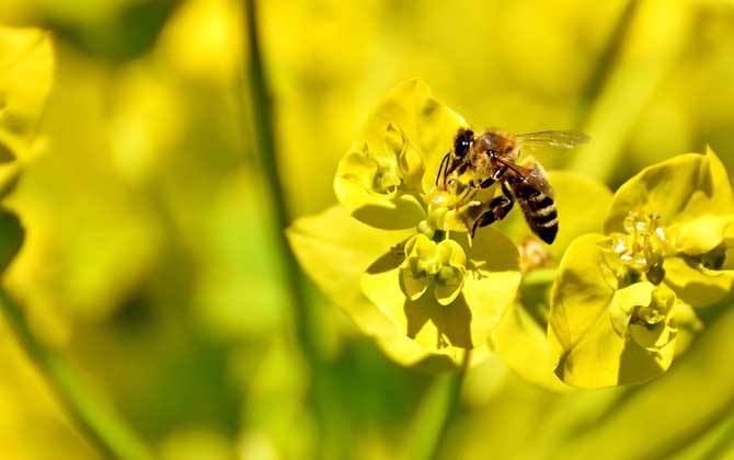 怎么辨別偵查蜂? 偵查蜂