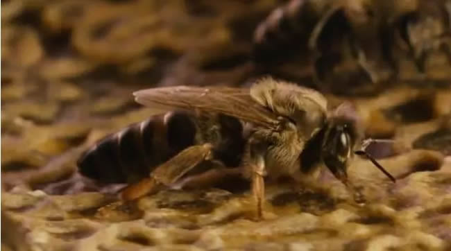 第一個(gè)蜂王怎么產(chǎn)生的