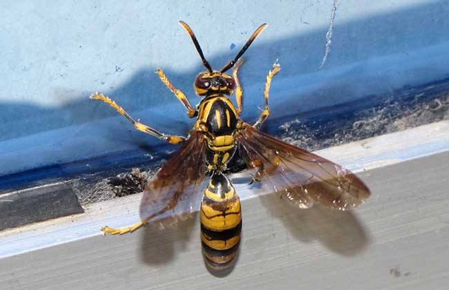 【蜜蜂知識】馬蜂和蜜蜂的區(qū)別 馬蜂和蜜蜂的區(qū)別