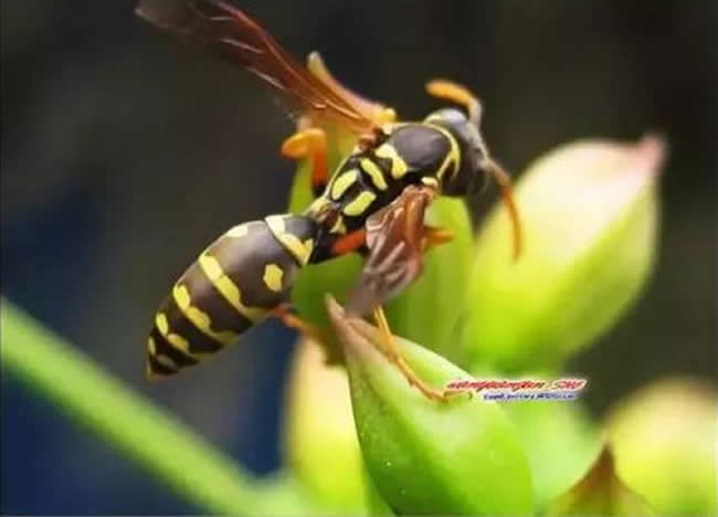 【蜜蜂知識】馬蜂和蜜蜂的區(qū)別 馬蜂和蜜蜂的區(qū)別