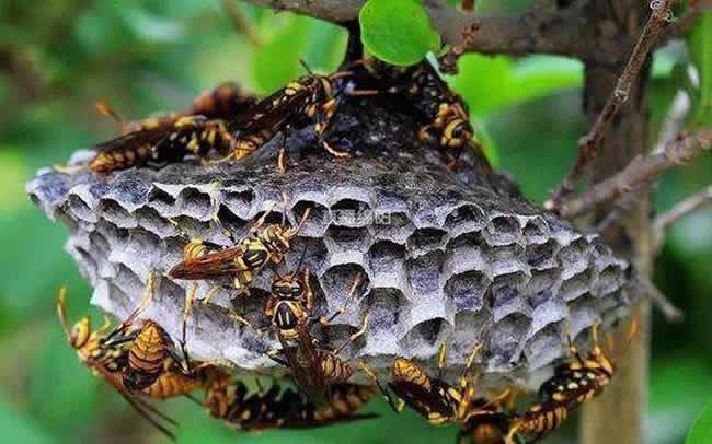 【蜜蜂知識】馬蜂和蜜蜂的區(qū)別 馬蜂和蜜蜂的區(qū)別