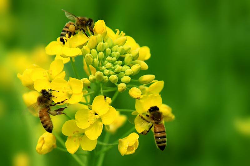 【蜜蜂知識】馬蜂和蜜蜂的區(qū)別 馬蜂和蜜蜂的區(qū)別