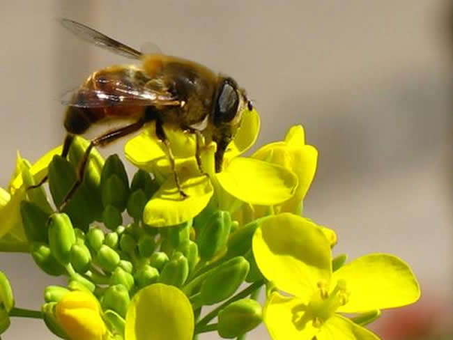 【蜜蜂知識】馬蜂和蜜蜂的區(qū)別 馬蜂和蜜蜂的區(qū)別