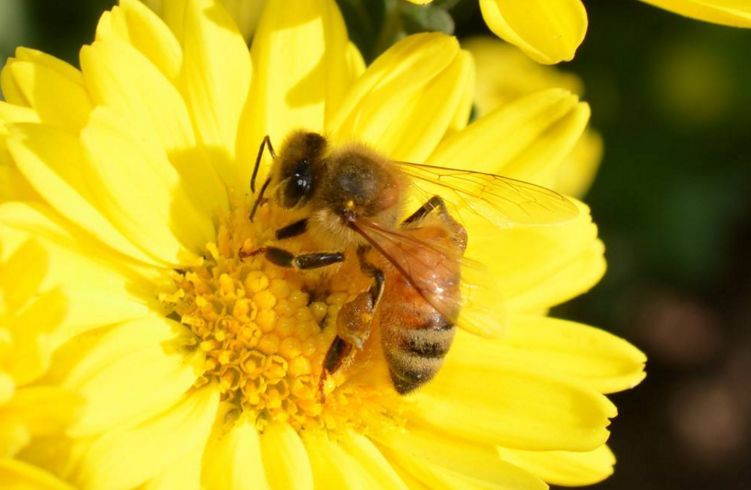 北方中蜂(北方中蜂品種) 北方中蜂(北方中蜂品種)