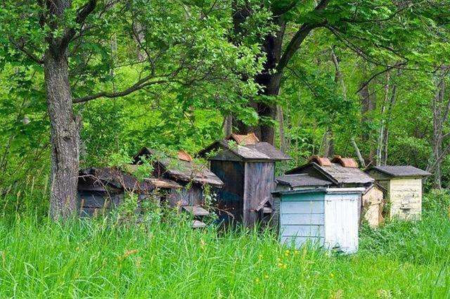 【蜜蜂養殖】如何養蜂才能賺錢?有什么秘訣嗎?養蜂賺錢的必備條件! 如何養蜂才能賺錢?有什么秘訣嗎?養蜂賺錢的必備條件!