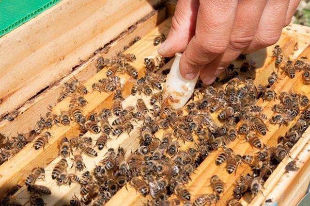 怎樣人工培育優(yōu)質(zhì)蜂王? 怎樣人工培育優(yōu)質(zhì)蜂王?