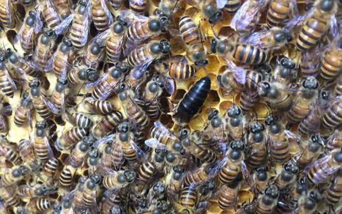 怎樣人工培育優(yōu)質(zhì)蜂王? 怎樣人工培育優(yōu)質(zhì)蜂王?