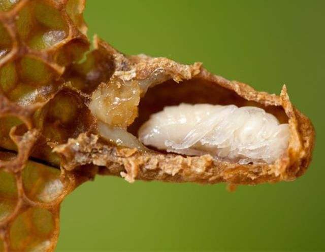 怎樣人工培育優(yōu)質(zhì)蜂王? 怎樣人工培育優(yōu)質(zhì)蜂王?