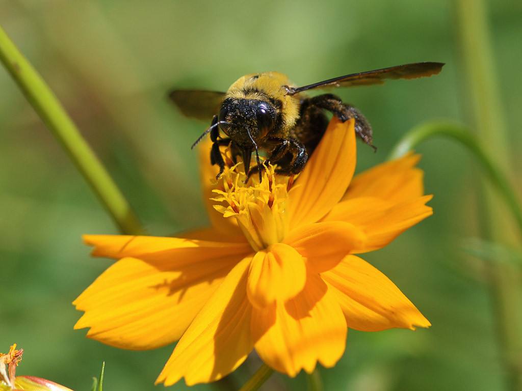 【蜜蜂知識】新手養蜂需要了解哪些有關蜜蜂的知識 新手養蜂需要了解哪些有關蜜蜂的知識