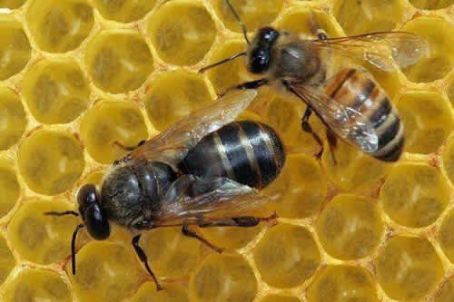 殺死蜂王蜜蜂會(huì)怎么樣？(其他蜜蜂怎么辦？會(huì)報(bào)仇嗎？)