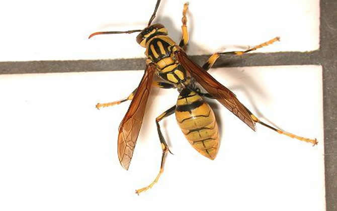 棕長腳蜂有毒嗎(長腳蜂毒性) 棕長腳蜂有毒嗎(長腳蜂毒性)