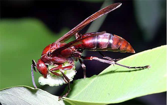 棕長腳蜂有毒嗎(長腳蜂毒性) 棕長腳蜂有毒嗎(長腳蜂毒性)