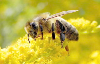 云貴高原中蜂蜂王與雄蜂個(gè)體大小（中華蜜蜂有多大個(gè)體）