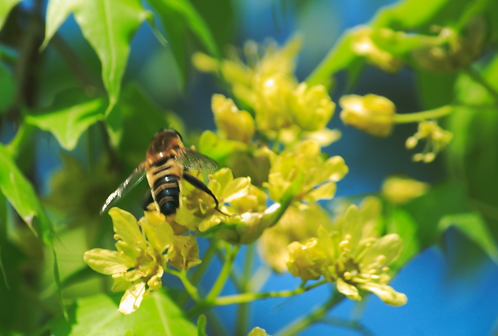 新手養(yǎng)蜂什么時候進(jìn)種好（什么時候開始養(yǎng)蜂最好） 