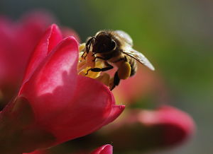 新手養(yǎng)蜂什么時候進(jìn)種好（什么時候開始養(yǎng)蜂最好）