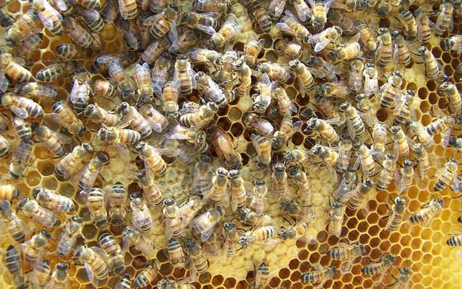 蜂王開始產多少卵