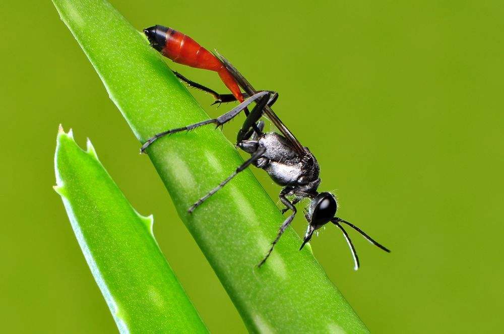 角戎泥蜂(泥蜂是什么) 角戎泥蜂(泥蜂是什么)