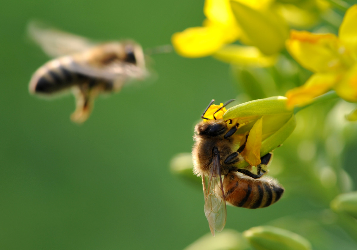 一箱蜂一冬天能喂多少糖(一箱蜜蜂過冬得多少斤白糖) 一箱蜂一冬天能喂多少糖(一箱蜜蜂過冬得多少斤白糖)