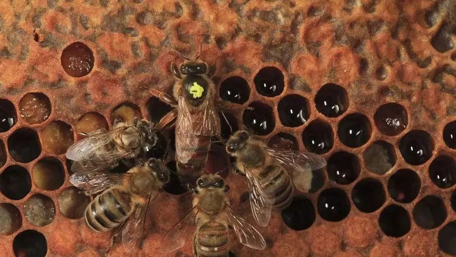 蜂王出逃剪翅對(duì)蜂王有影響嗎（蜂王剪了翅膀蜜蜂還會(huì)逃嗎）