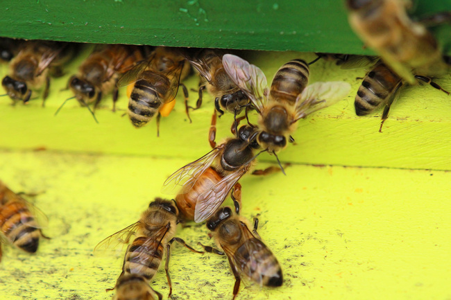 蜂王出逃剪翅對(duì)蜂王有影響嗎（蜂王剪了翅膀蜜蜂還會(huì)逃嗎）