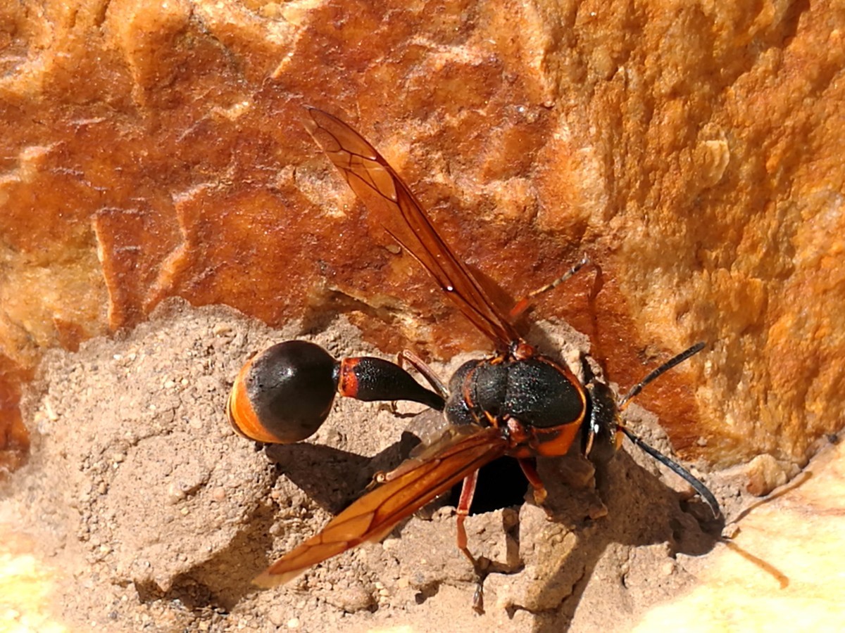 馬蜂有幾根毒針（馬蜂毒針會滯留體內嗎）