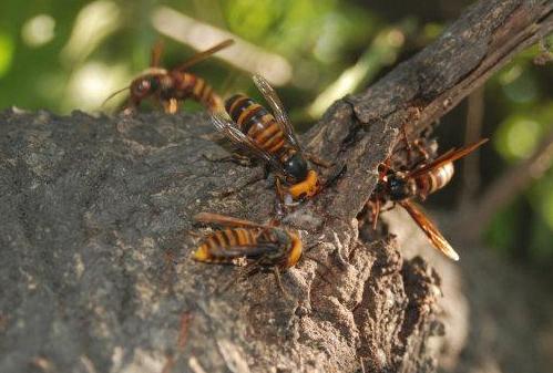 馬蜂有幾根毒針（馬蜂毒針會滯留體內嗎）