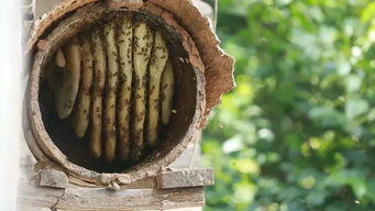 中蜂蜂場為什么不能養意蜂(為什么很多人認為中蜂和意蜂不能同場養殖) 中蜂蜂場為什么不能養意蜂(為什么很多人認為中蜂和意蜂不能同場養殖)
