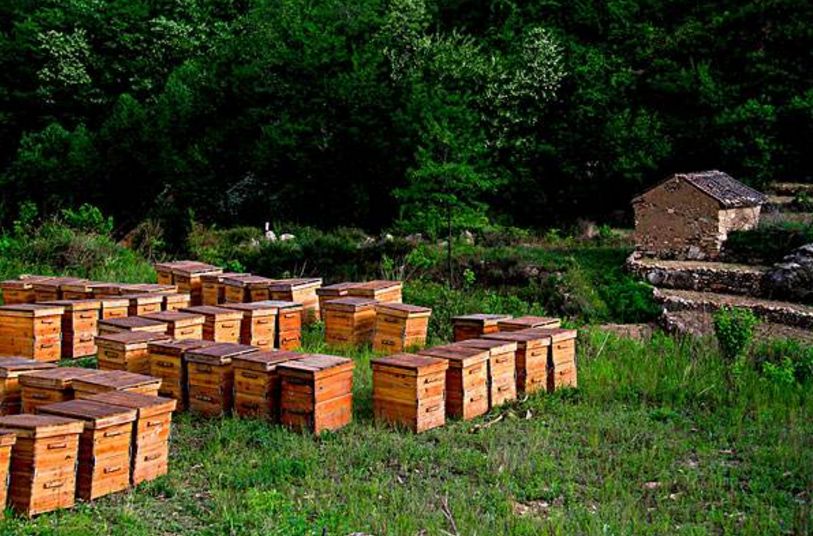 中蜂蜂場為什么不能養意蜂(為什么很多人認為中蜂和意蜂不能同場養殖) 中蜂蜂場為什么不能養意蜂(為什么很多人認為中蜂和意蜂不能同場養殖)