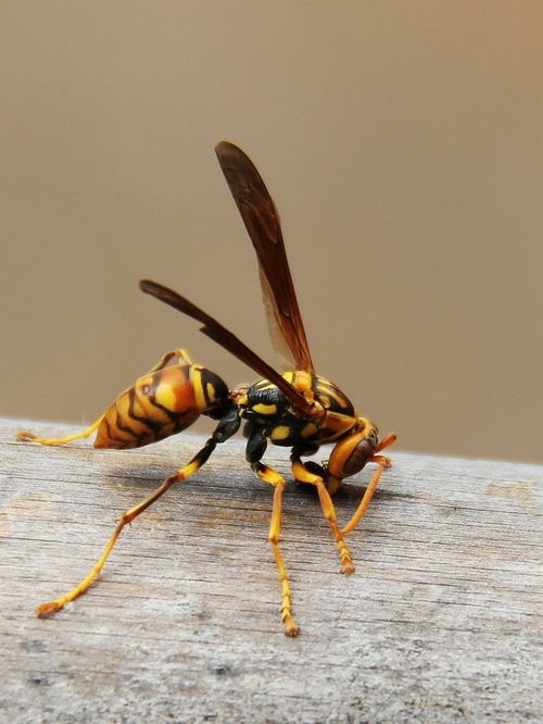 胡蜂養(yǎng)殖技術(shù)之筑巢前的喂養(yǎng)(胡蜂筑巢前怎么喂養(yǎng)) 胡蜂養(yǎng)殖技術(shù)之筑巢前的喂養(yǎng)(胡蜂筑巢前怎么喂養(yǎng))