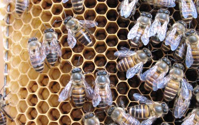 云南有阿壩中蜂嗎(云貴高原中蜂) 云南有阿壩中蜂嗎(云貴高原中蜂)