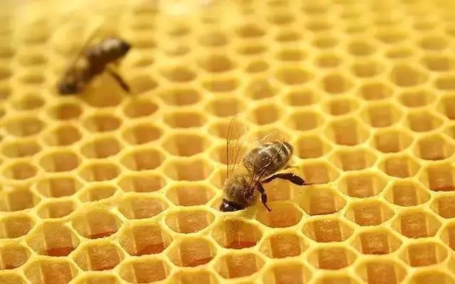 工蜂產卵也會有王臺嗎(蜜蜂工產又有王臺怎么辦) 工蜂產卵也會有王臺嗎(蜜蜂工產又有王臺怎么辦)