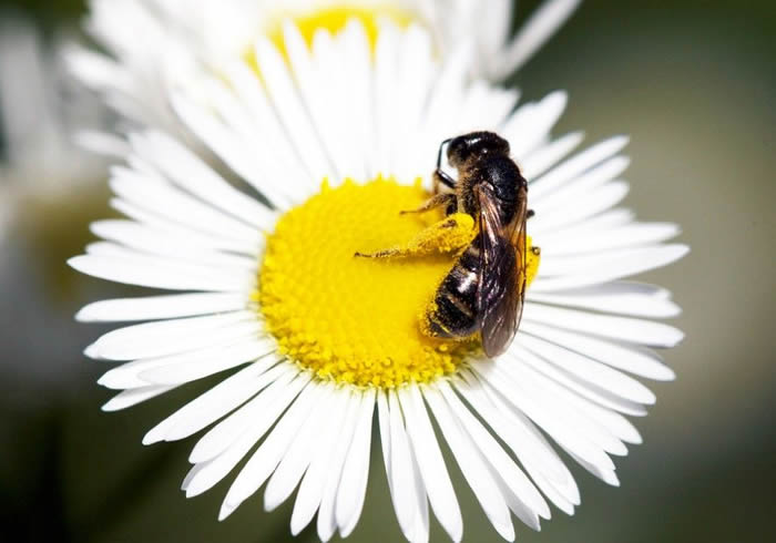 【蜜蜂養殖】蜜蜂為什么不蜇養蜂人? 蜜蜂為什么不蜇養蜂人?