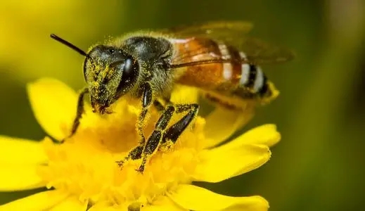 蜜蜂為什么不采茶花蜜 蜜蜂為什么不采茶花蜜