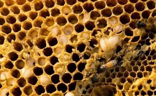 康寬巢蟲凈使用方法 康寬巢蟲凈使用方法