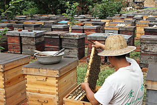 新手怎樣養蜂 好學在買(蜜蜂養殖技術) 新手怎樣養蜂 好學在買(蜜蜂養殖技術)