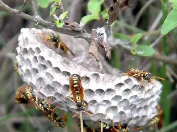 馬蜂和黃蜂的區(qū)別圖片(胡蜂、馬蜂和黃蜂,到底有什么區(qū)別) 馬蜂和黃蜂的區(qū)別圖片(胡蜂、馬蜂和黃蜂,到底有什么區(qū)別)