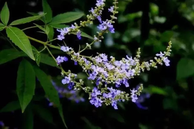 中國四大蜜源植物指的是哪四種?(附帶四種蜜源植物介紹) 中國四大蜜源植物指的是哪四種?(附帶四種蜜源植物介紹)