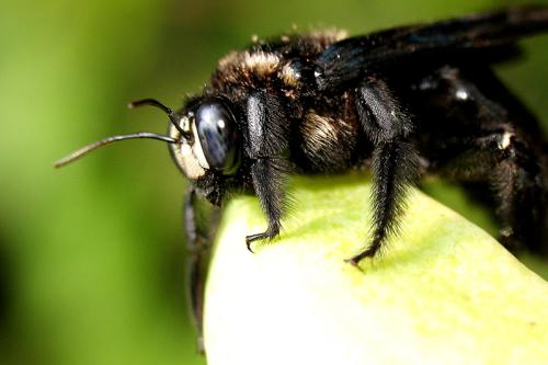 黑竹蜂一只多少錢(qián) 黑竹蜂一只多少錢(qián)