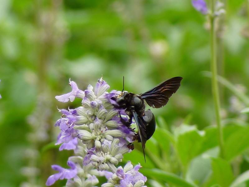 黑竹蜂一只多少錢(qián) 黑竹蜂一只多少錢(qián)