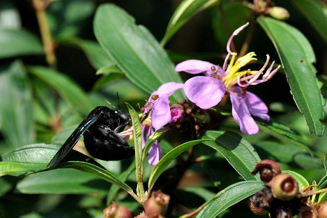 黑竹蜂一只多少錢(qián) 黑竹蜂一只多少錢(qián)