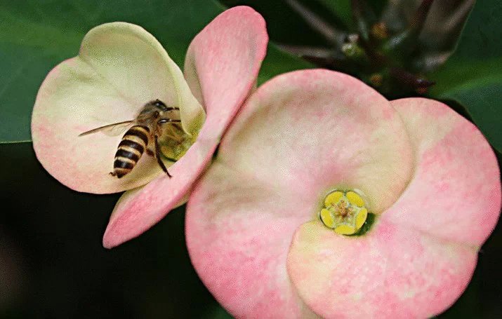 東方蜜蜂 東方蜜蜂