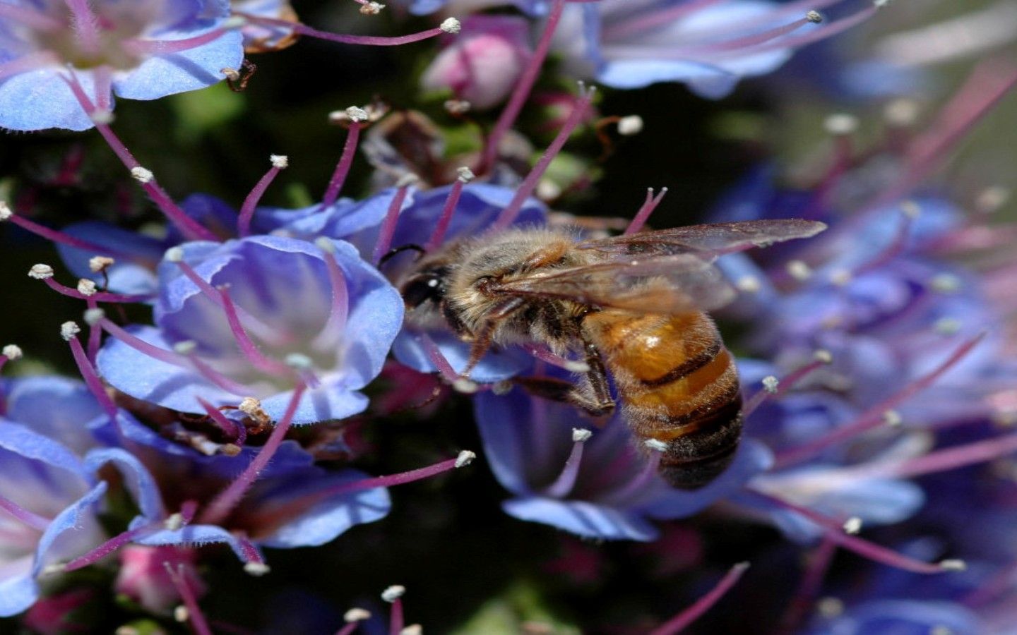 蜜蜂利他行為怎么進(jìn)化出來的(蜜蜂利他行為探究和重要性) 蜜蜂利他行為怎么進(jìn)化出來的(蜜蜂利他行為探究和重要性)