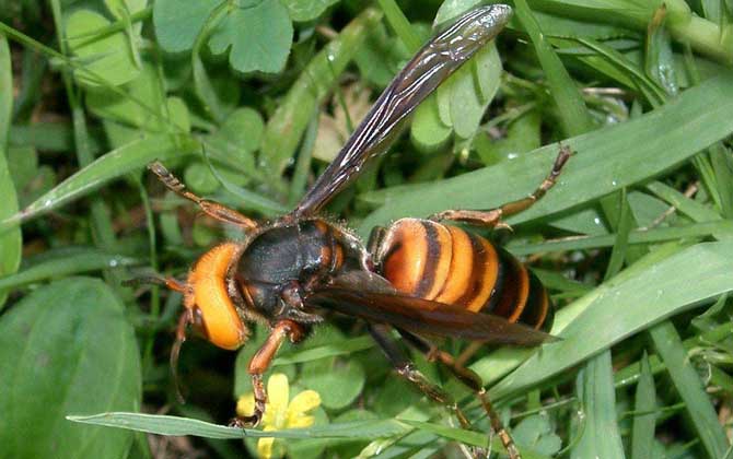 黃腰虎頭蜂蜂蛹哪個季節(jié)最多(黃腰虎頭蜂蛹幾月份最多) 黃腰虎頭蜂蜂蛹哪個季節(jié)最多(黃腰虎頭蜂蛹幾月份最多)