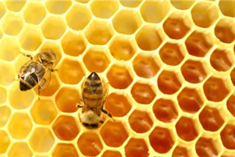 想養(yǎng)蜜蜂怎么引種(引進(jìn)蜂種的注意事項(xiàng)) 想養(yǎng)蜜蜂怎么引種(引進(jìn)蜂種的注意事項(xiàng))