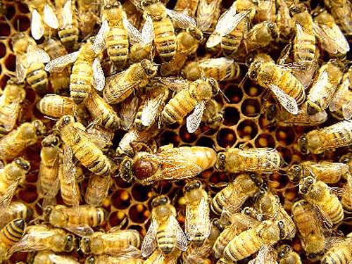 想養(yǎng)蜜蜂怎么引種(引進(jìn)蜂種的注意事項(xiàng)) 想養(yǎng)蜜蜂怎么引種(引進(jìn)蜂種的注意事項(xiàng))