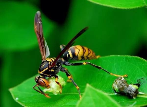 馬蜂的種類有哪些(常見的馬蜂種類有幾種) 馬蜂的種類有哪些(常見的馬蜂種類有幾種)