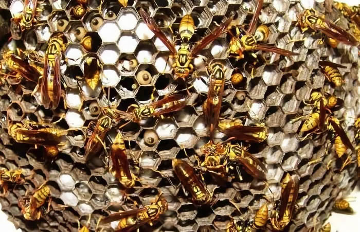 馬蜂的種類有哪些(常見的馬蜂種類有幾種) 馬蜂的種類有哪些(常見的馬蜂種類有幾種)