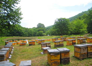 一般大型蜂場養的是中蜂還是意蜂(大型養蜂場是如何飼喂蜂群的) 一般大型蜂場養的是中蜂還是意蜂(大型養蜂場是如何飼喂蜂群的)