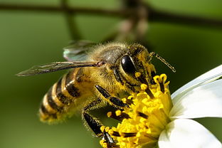 蜜蜂怎么叫聲音(蜜蜂發出聲音的方法) 蜜蜂怎么叫聲音(蜜蜂發出聲音的方法)