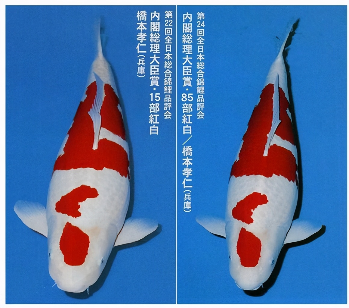 盤點全世界最昂貴的動物 一只豬27萬美元?一只鴿子140萬美元?盤點史上最昂貴的6只動物